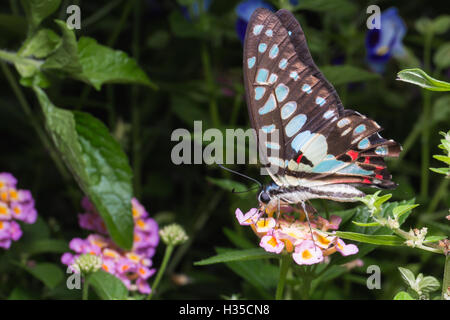 Nahaufnahme von Tailed Jay (Graphium Agamemnon) Schmetterling auf brillante lantana Stockfoto