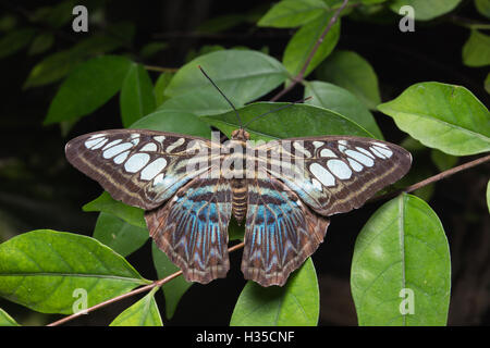 Nahaufnahme von Tailed Jay (Graphium Agamemnon) Schmetterling Stockfoto