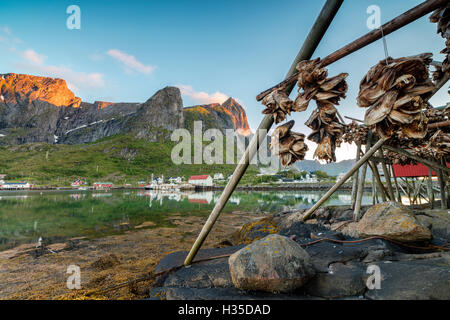 Mitternachtssonne auf getrockneten Fisch, umrahmt von Dorf und Berge, Reine, Nordland Grafschaft, Lofoten-Inseln, Arktis, Norwegen Angeln Stockfoto