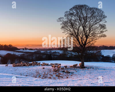 Eine Herde Schafe weiden im Winterschnee in der Nähe von Delamere Wald, Cheshire, England, UK Stockfoto