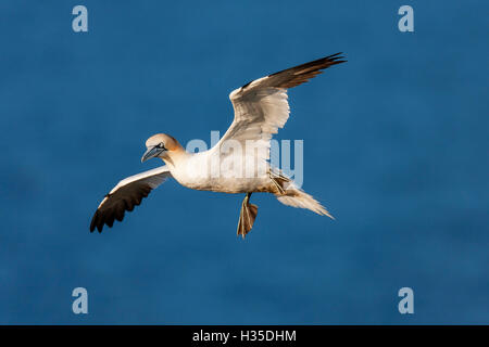 Basstölpel (Morus Bassanus) im Flug über dem Meer an Bempton Klippen, Yorkshire, England, UK Stockfoto