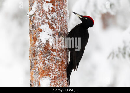 Schwarzspecht auf dem Schnee bedeckt Nadel-Baumstamm auf der Suche nach Ameisen und Maden, Taiga-Wald, Finnland Stockfoto