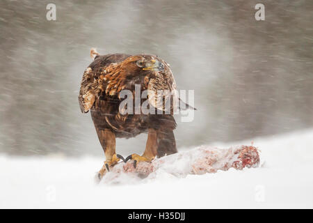 Erwachsene Steinadler, Krallen angebracht, um Beute in einem Schnee Schneesturm und sub-zero Wintertemperaturen, Taiga-Wald, Finnland Stockfoto