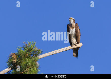 Fischadler (Pandion Haliaetus) thront am Ende einer langen Niederlassung erstreckt sich von einer Kiefer im Orleans Wald, Loiret, Frankreich Stockfoto