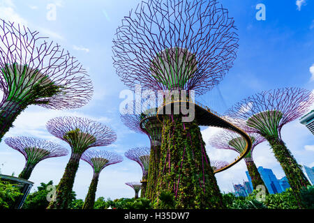 SuperTree Grove in den Gärten durch die Bucht, eine futuristische Botanischer Garten und Park, Marina Bay, Singapur Stockfoto