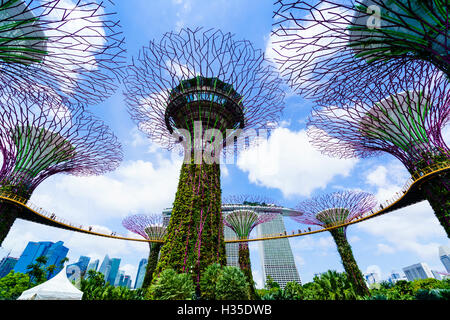 SuperTree Grove in den Gärten durch die Bucht, eine futuristische Botanischer Garten und Park, Marina Bay, Singapur Stockfoto