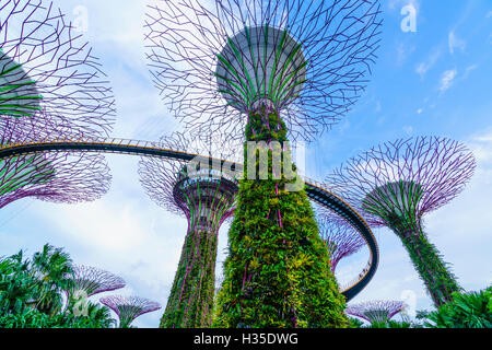 SuperTree Grove in den Gärten durch die Bucht, eine futuristische Botanischer Garten und Park, Marina Bay, Singapur Stockfoto