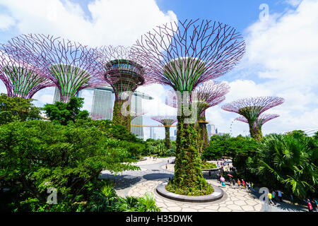 SuperTree Grove in den Gärten durch die Bucht, eine futuristische Botanischer Garten und Park, Marina Bay, Singapur Stockfoto