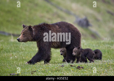 Grizzly Bär (Ursus Arctos Horribilis) Sau und drei Jungtiere des Jahres, Yellowstone-Nationalpark, Wyoming, USA Stockfoto