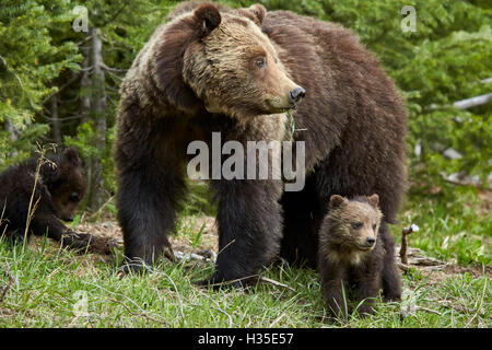 Grizzly Bär (Ursus Arctos Horribilis) Sau und zwei Jungtiere des Jahres, Yellowstone-Nationalpark, Wyoming, USA Stockfoto