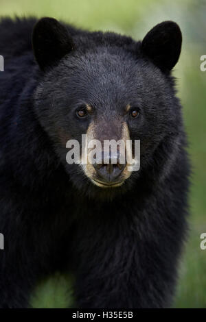 Schwarzbär (Ursus Americanus), Yellowstone-Nationalpark, Wyoming, USA Stockfoto