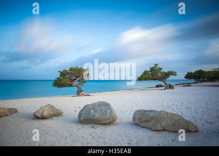 Divi-Divi-Bäume am Eagle Beach, Aruba, kleine Antillen, Niederländische Antillen, Karibik Stockfoto