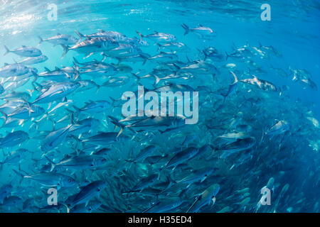 Eine große Schule von Großaugenthun Trevally (Caranx Sexfasciatus) in tiefem Wasser in der Nähe von Cabo Pulmo, Baja California Sur, Mexiko Stockfoto