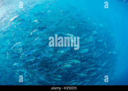 Eine große Schule von Großaugenthun Trevally (Caranx Sexfasciatus) in tiefem Wasser in der Nähe von Cabo Pulmo, Baja California Sur, Mexiko Stockfoto