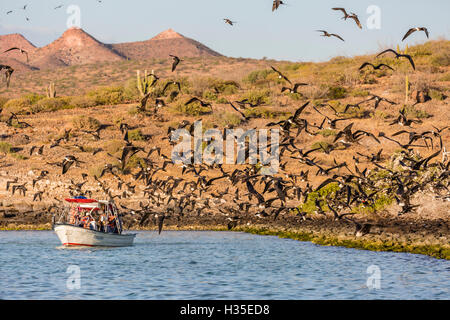 Herrliche Frigatebirds (Fregata magnificens), Bucht von San Gabriel, Insel Espiritu Santo, Baja California Sur, Mexiko Stockfoto