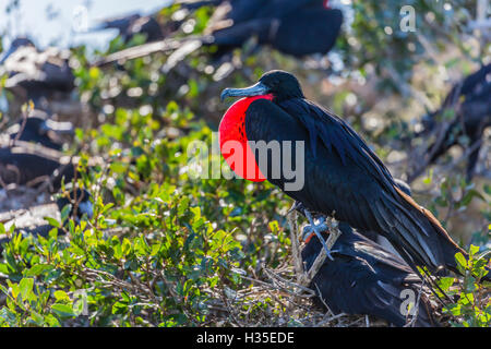 Erwachsene männliche herrlichen Fregattvogels (Fregata magnificens), Bucht von San Gabriel, Insel Espiritu Santo, Baja California Sur, Mexiko Stockfoto