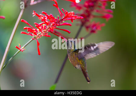 Erwachsene männliche Xantus Kolibri (Hylocharis Xantusii), Todos Santos, Baja California Sur, Mexiko Stockfoto