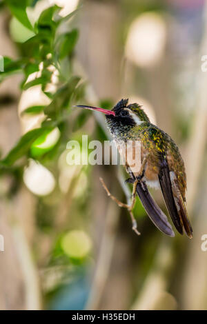 Erwachsene männliche Xantus Kolibri (Hylocharis Xantusii), Todos Santos, Baja California Sur, Mexiko Stockfoto