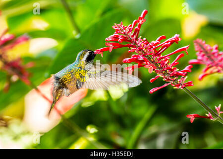 Erwachsene männliche Xantus Kolibri (Hylocharis Xantusii), Todos Santos, Baja California Sur, Mexiko Stockfoto