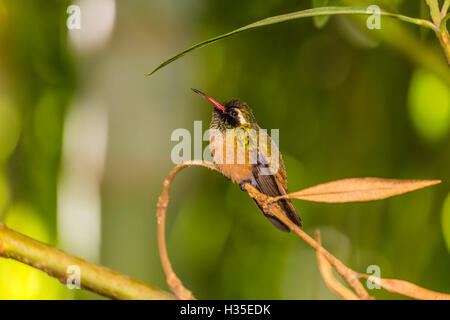 Erwachsene männliche Xantus Kolibri (Hylocharis Xantusii), Todos Santos, Baja California Sur, Mexiko Stockfoto