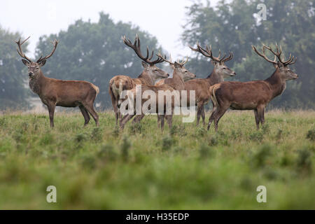 Rotwild Hirsche am frühen Morgen Nebel von einem heissen Herbst Tag an studley royal Deer Park von Fountains Abbey in der Nähe von Bedale, Yorkshire. Stockfoto