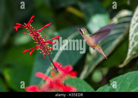 Erwachsene männliche Xantus Kolibri (Hylocharis Xantusii), Todos Santos, Baja California Sur, Mexiko Stockfoto