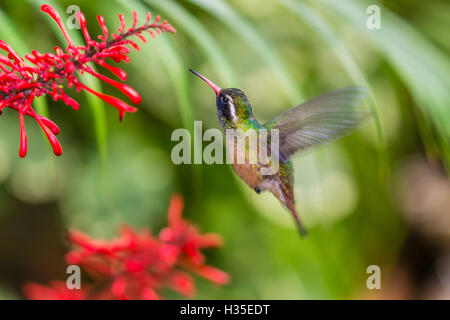 Erwachsene männliche Xantus Kolibri (Hylocharis Xantusii), Todos Santos, Baja California Sur, Mexiko Stockfoto