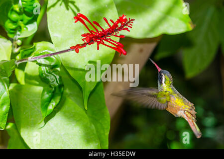 Erwachsene männliche Xantus Kolibri (Hylocharis Xantusii), Todos Santos, Baja California Sur, Mexiko Stockfoto