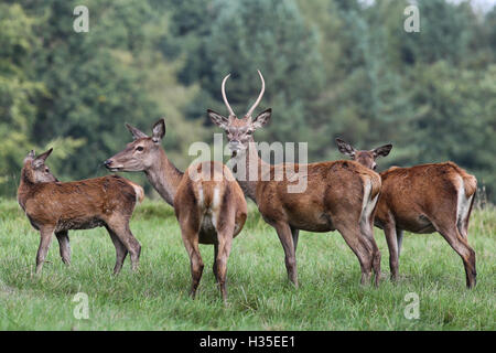 Hirsche grasen am frühen Morgen von einem heissen Herbst Tag an studley royal Deer Park von Fountains Abbey in der Nähe von Bedale, Yorkshire. Stockfoto