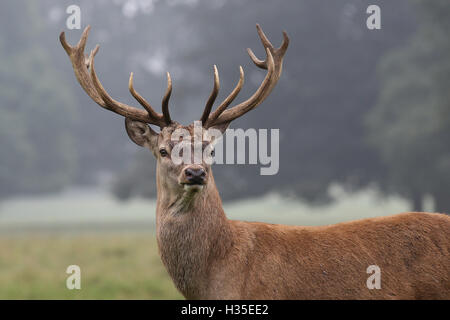 Ein Rotwild Hirsch in den frühen Morgenstunden Nebel von einem heissen Herbst Tag an studley royal Deer Park von Fountains Abbey in der Nähe von Bedale. Stockfoto