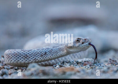 Asche farbig Morph von der endemischen rattleless Klapperschlange, Isla Santa Catalina, Baja California Sur, Mexiko Stockfoto