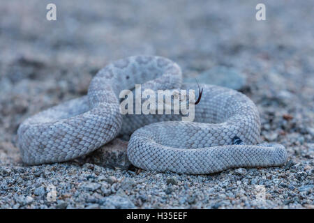 Asche farbig Morph von der endemischen rattleless Klapperschlange, Isla Santa Catalina, Baja California Sur, Mexiko Stockfoto