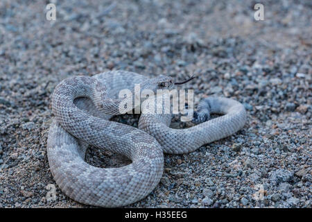 Asche farbig Morph von der endemischen rattleless Klapperschlange, Isla Santa Catalina, Baja California Sur, Mexiko Stockfoto