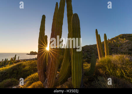 Cardon Kaktus (Pachycereus Pringlei) bei Sonnenuntergang auf Isla Santa Catalina, Baja California Sur, Mexiko Stockfoto