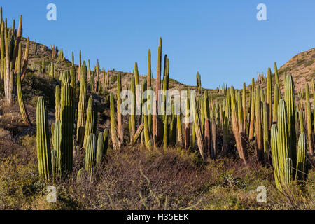 Cardon Kaktus (Pachycereus Pringlei), auf Isla Santa Catalina, Baja California Sur, Mexiko Stockfoto