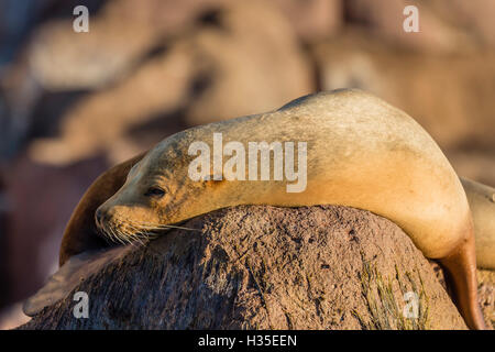 Erwachsene weibliche kalifornische Seelöwe (Zalophus Californianus), bei Los Islotes, Baja California Sur, Mexiko Stockfoto