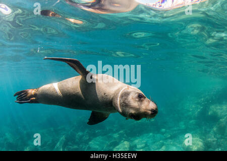 Neugierig kalifornische Seelöwe (Zalophus Californianus) Unterwasser bei Los Islotes, Baja California Sur, Mexiko Stockfoto