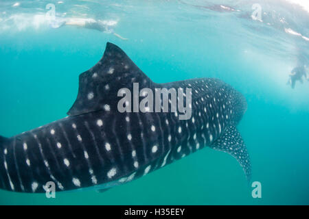 Walhai (Rhincodon Typus), Unterwasser mit Schnorchler aus El Mogote, in der Nähe von La Paz, Baja California Sur, Mexiko Stockfoto