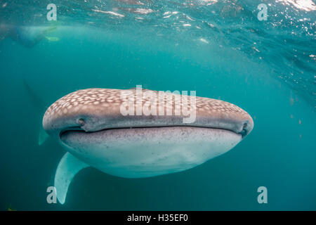 Walhai (Rhincodon Typus) filtern Fütterung unter Wasser aus El Mogote, in der Nähe von La Paz, Baja California Sur, Mexiko Stockfoto