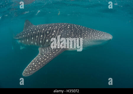 Walhai (Rhincodon Typus), Filtern Fütterung unter Wasser aus El Mogote, in der Nähe von La Paz, Baja California Sur, Mexiko Stockfoto