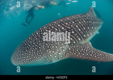 Walhai (Rhincodon Typus), Unterwasser mit Schnorchler aus El Mogote, in der Nähe von La Paz, Baja California Sur, Mexiko Stockfoto