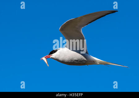 Erwachsenen Küstenseeschwalbe (Sterna Paradisaea) wieder aus dem Meer mit Fisch für die Küken auf Flatey Insel, Island, Polarregionen Stockfoto