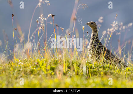 Eine Erwachsene weibliche Willow Ptarmigan (Lagopus Lagopus) im Sommer Gefieder auf die Snaefellsnes Halbinsel, Island, Polarregionen Stockfoto