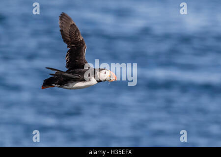 Erwachsenen Papageitaucher (Fratercula Arctica) während des Fluges mit Fisch in seiner Rechnung, Snaefellsnes Halbinsel, Island, Polarregionen Stockfoto