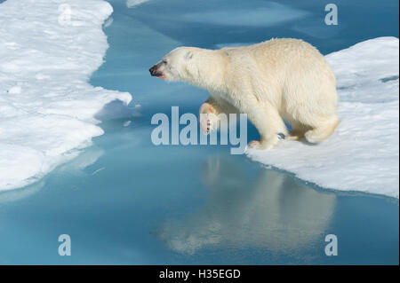 Männliche Eisbär mit Blut auf seine Nase und sein Bein springen über Eisschollen, Spitzbergen-Island, Spitzbergen, Arctic...aber, Norwegen Stockfoto