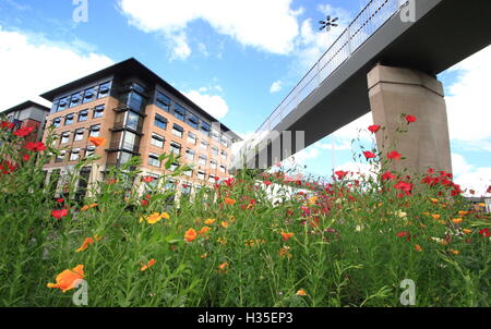 Eine schöne städtische Wildblumenwiese am Park Square Kreisverkehr im Zentrum der Stadt Sheffield, South Yorkshire England UK Stockfoto