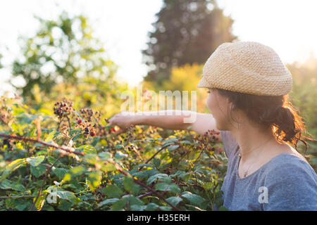 Sammeln von Brombeeren in der Nähe von Blean Woods in Kent, England, UK Stockfoto