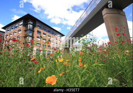 Eine schöne städtische Wildblumenwiese auf einem Kreisverkehr im Zentrum Stadt von Sheffield, South Yorkshire an einem herrlichen Sommertag Stockfoto