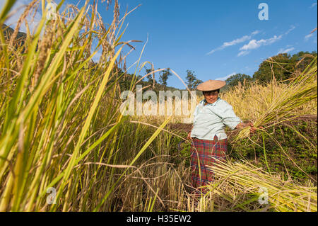 Eine Frau erntet Reis in Ost Bhutan in der Nähe von Mongar, Bhutan Stockfoto