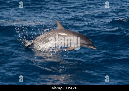 Atlantik entdeckt Delfin (Stenella Frontalis) brechen aus dem Meer in einem niedrigen Sprung, Senegal, Westafrika, Afrika Stockfoto